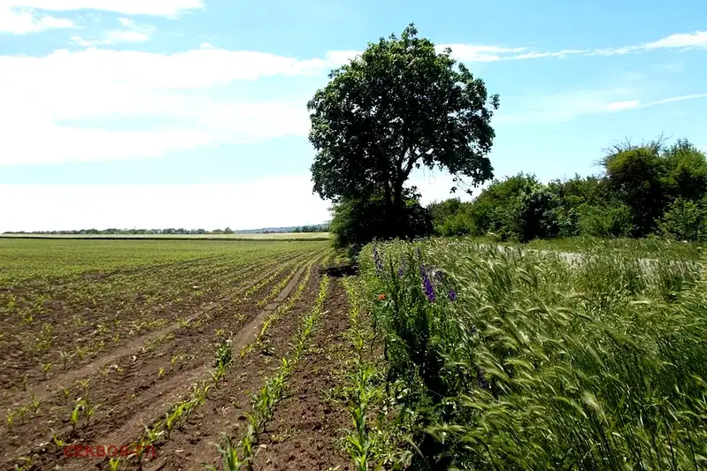 Agricultural Land in Oblast Dobrich, Dobrich