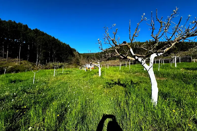 Agricultural Land in Oblast Blagoevgrad, Bachevo