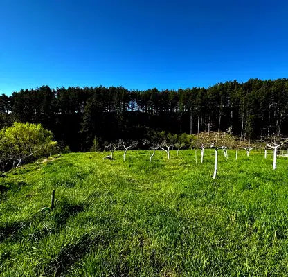 Photo 2 — Agricultural Land in Oblast Blagoevgrad, Bachevo