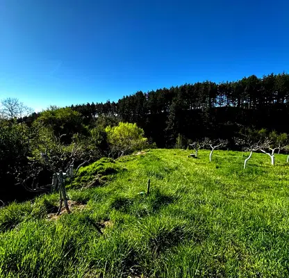 Photo 3 — Agricultural Land in Oblast Blagoevgrad, Bachevo