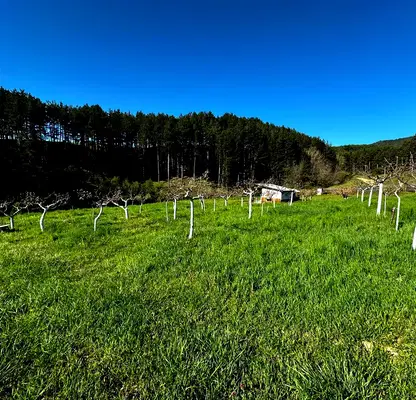 Photo 4 — Agricultural Land in Oblast Blagoevgrad, Bachevo