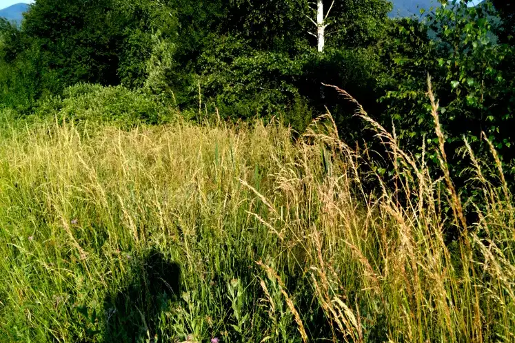 Agricultural Land in Oblast Kyustendil, Balanovo