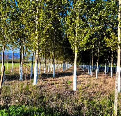Photo 2 — Agricultural Land in Oblast Blagoevgrad, с. Копривлен