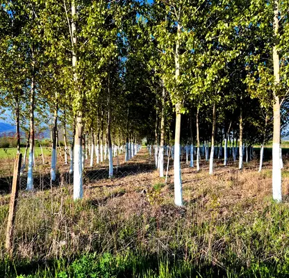 Photo 3 — Agricultural Land in Oblast Blagoevgrad, с. Копривлен