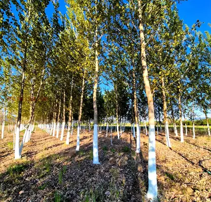 Photo 4 — Agricultural Land in Oblast Blagoevgrad, с. Копривлен
