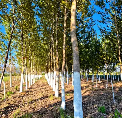 Photo 5 — Agricultural Land in Oblast Blagoevgrad, с. Копривлен