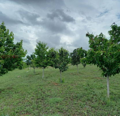 Photo 2 — Agricultural Land in Oblast Kyustendil, Krainici