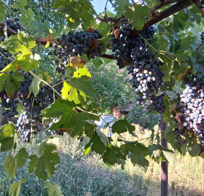 Photo 3 — Agricultural Land in Oblast Kyustendil, Krainici