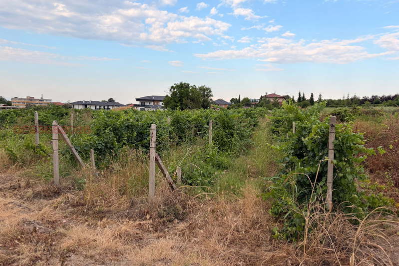 Vineyard in Plovdiv, Markovo