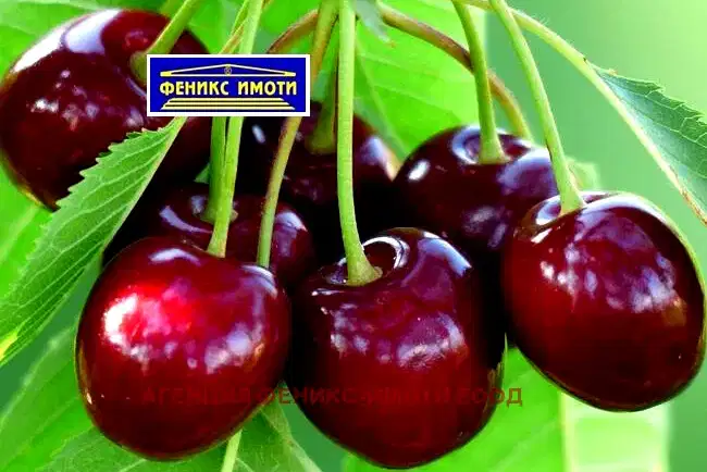 Земеделски имот в Кюстендил, с. Таваличево