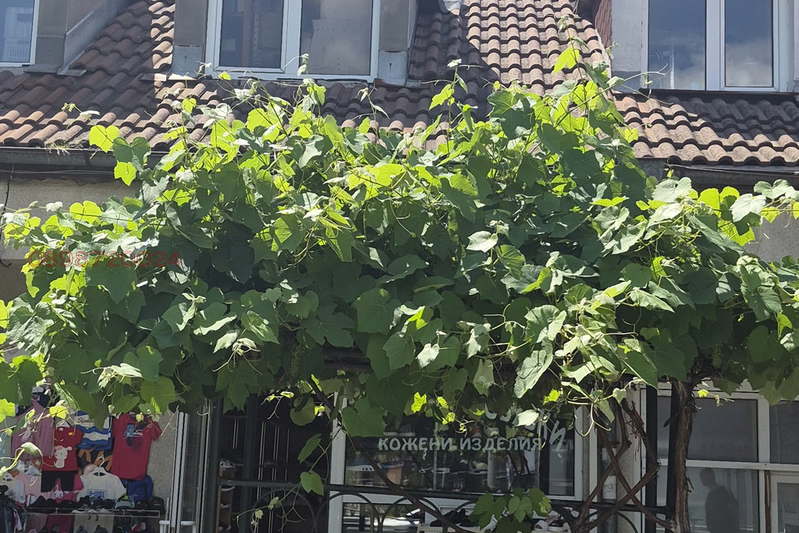 Shop in Pernik, Dimova Mahala