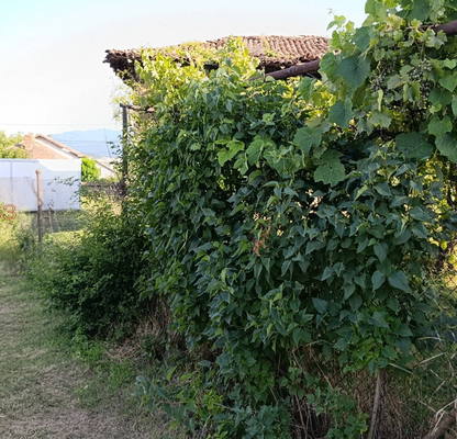 Photo 5 — Plot in област София, Chelopech