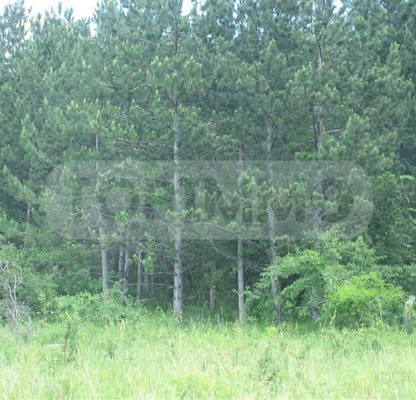 Photo 3 — Plot in Oblast Varna, Debelec