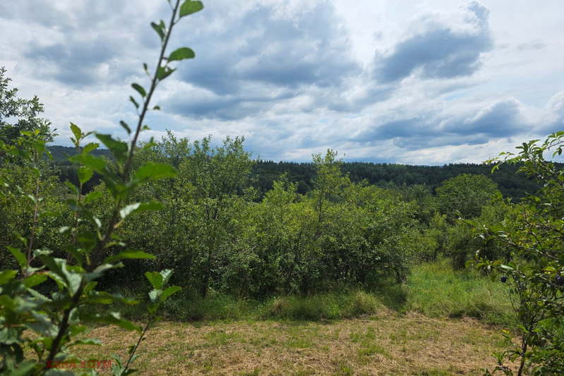 Plot in Oblast Lovech, Gumoshtnik
