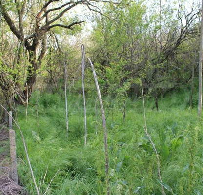 Photo 3 — Plot in Oblast Dobrich, Izvorovo