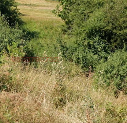Photo 2 — Plot in Oblast Pernik, Kladnica