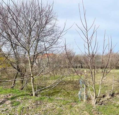 Photo 2 — Plot in Oblast Dobrich, Kochmar