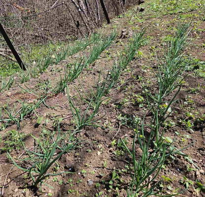 Photo 5 — Plot in Oblast Pernik, Kralev Dol