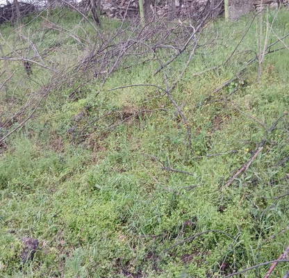Photo 3 — Plot in Oblast Stara Zagora, Malka Vereya