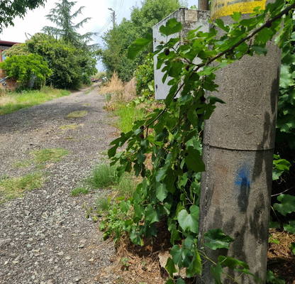 Photo 4 — Plot in Oblast Stara Zagora, Malka Vereya