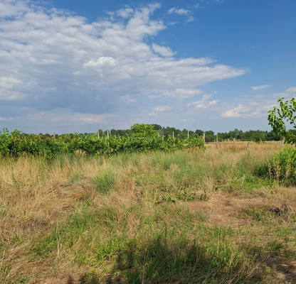 Photo 3 — Plot in Pazardjik, Menenkiovo