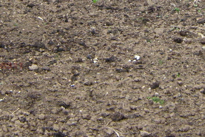 Plot in Oblast Stara Zagora, Ovoshtnik