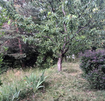 Photo 2 — Plot in Pancharevo