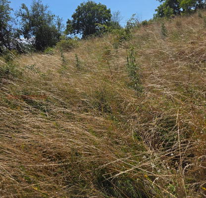 Photo 2 — Plot in Oblast Kyrdjali, Pchelarovo