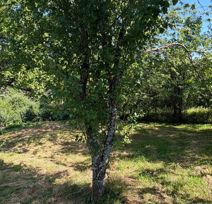 Photo 4 — Plot in Oblast Gabrovo, Stomanecite