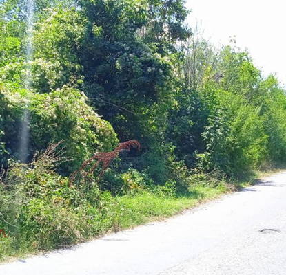 Photo 4 — Plot in Oblast Dobrich, Topola
