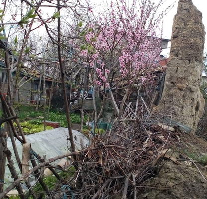 Photo 3 — Plot in Tyrgovishte, Centyr