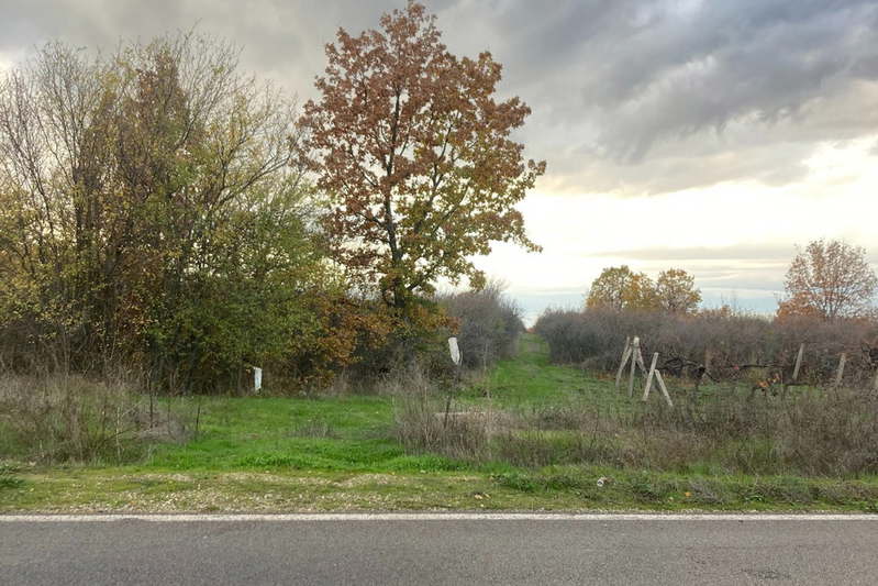 Vineyard in Plovdiv, Pyrvomai