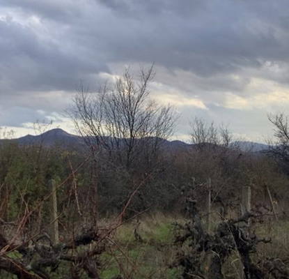 Photo 2 — Vineyard in Plovdiv, Pyrvomai