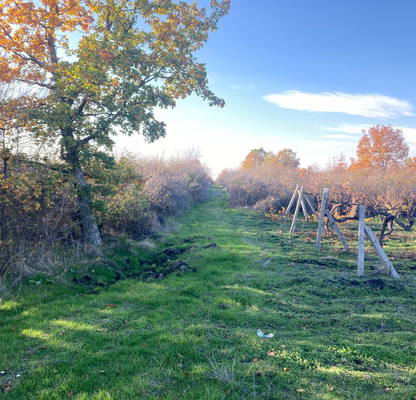 Photo 3 — Vineyard in Plovdiv, Pyrvomai