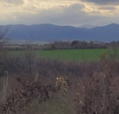 Photo 4 — Vineyard in Plovdiv, Pyrvomai