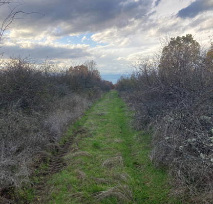 Photo 5 — Vineyard in Plovdiv, Pyrvomai