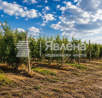 Снимка 3 — Земеделски имот в Пазарджик, с. Главиница