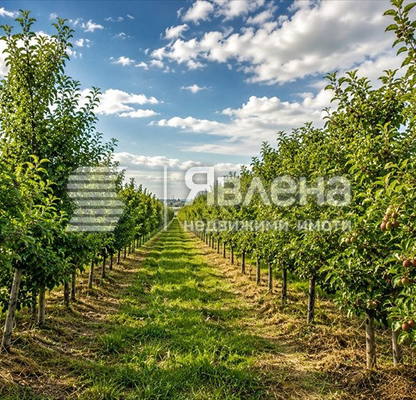 Снимка 4 — Земеделски имот в Пазарджик, с. Главиница