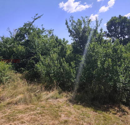 Photo 3 — Agricultural Land in Oblast Kyustendil, Jilenci