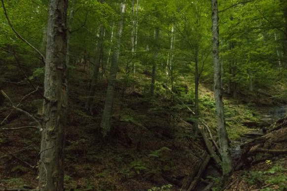 Agricultural Land in Oblast Lovech, Kazachevo