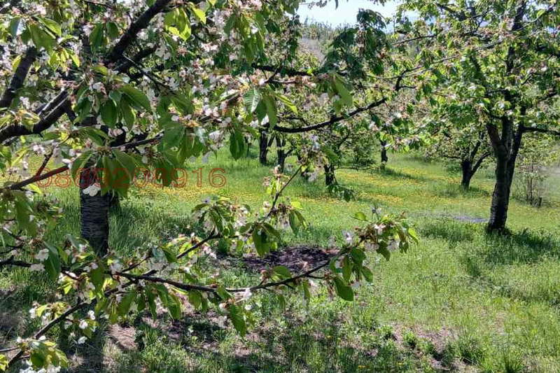 Orchard in Kyustendil, Konyavo