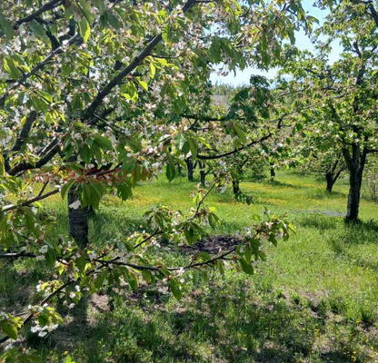Photo 2 — Orchard in Kyustendil, Konyavo