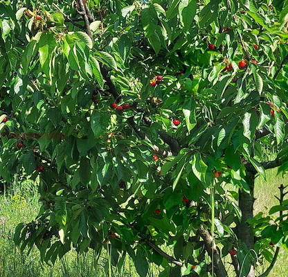 Photo 3 — Orchard in Kyustendil, Konyavo