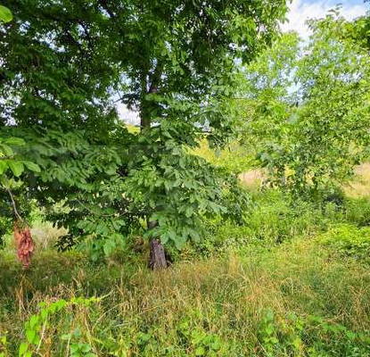 Photo 3 — Plot in Oblast Lovech, Aprilci