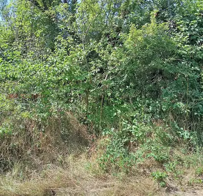Photo 2 — Plot in Veliko Tyrnovo, Cerova Koriya