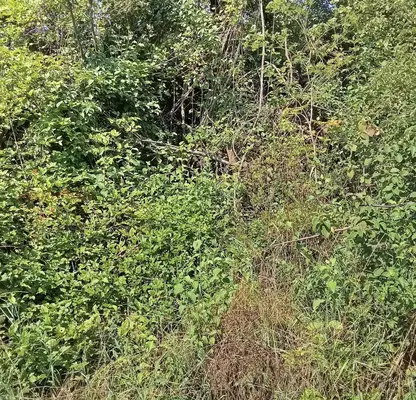 Photo 3 — Plot in Veliko Tyrnovo, Cerova Koriya