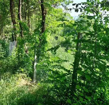Снимка 3 — Парцел в Перник, с. Кленовик