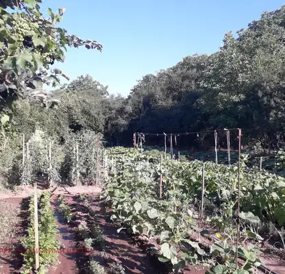 Photo 5 — Plot in Lokorsko