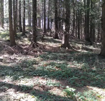 Photo 4 — Plot in Kyustendil, Panichishte