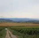 Снимка 2 — Лозе в Пловдив, Кричим